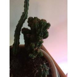 Cactus diversen, 8 soorten.