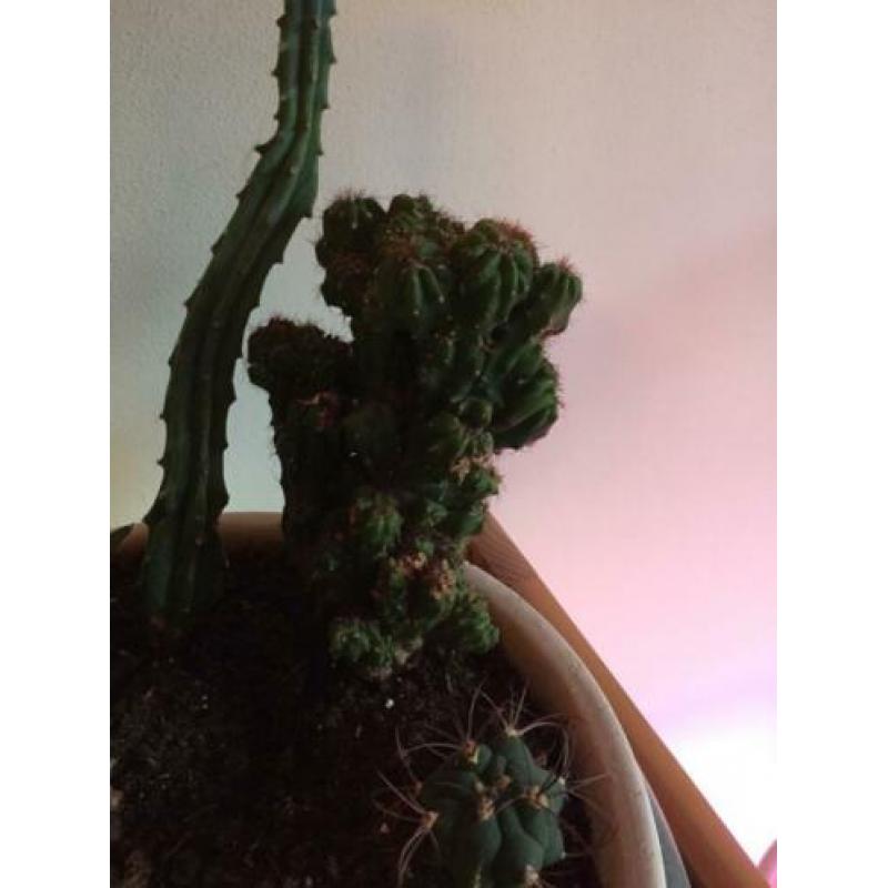 Cactus diversen, 8 soorten.