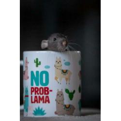 Tamme Dumbo Rittens nestje van 12 (nog 6 vrouwen en 4x man)