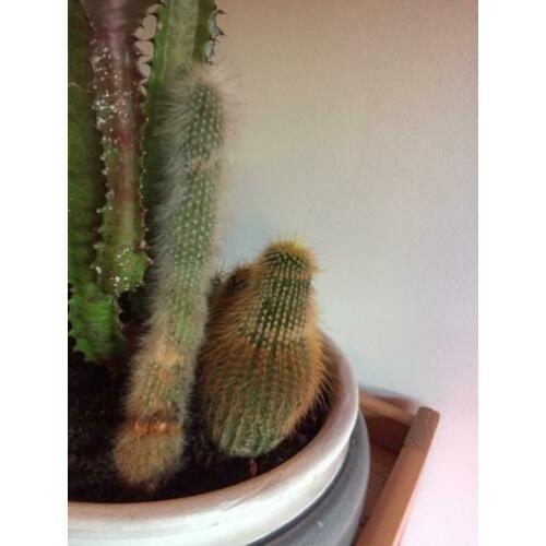 Cactus diversen, 8 soorten.