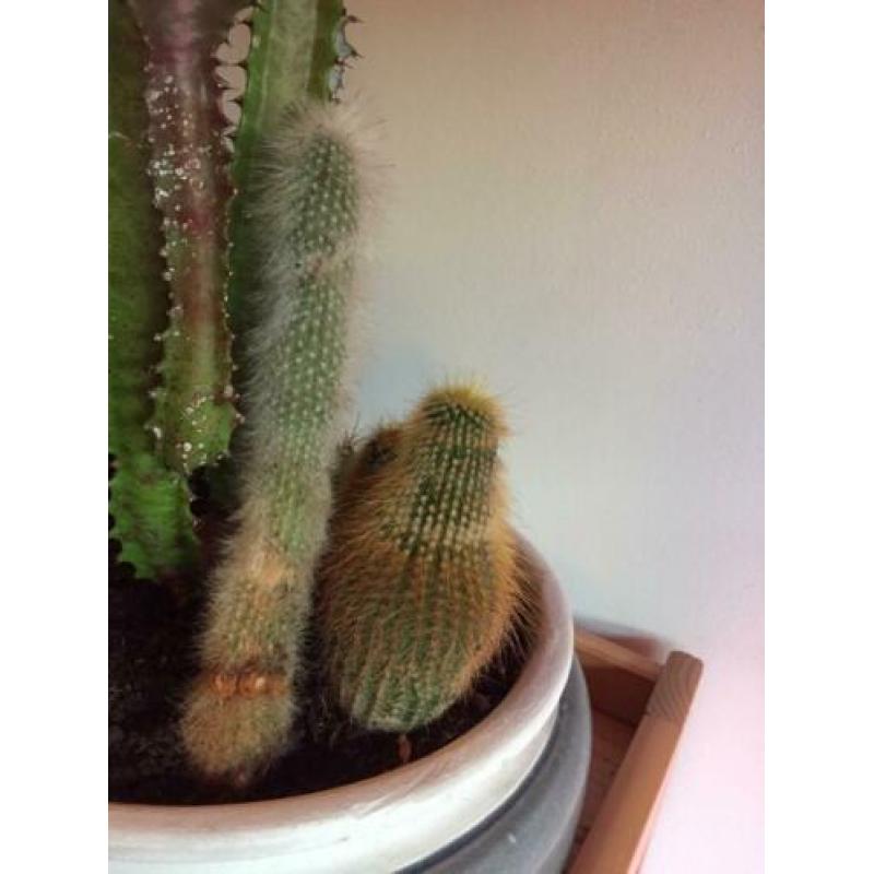 Cactus diversen, 8 soorten.