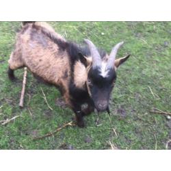 Lief bokje 1 jaar oud
