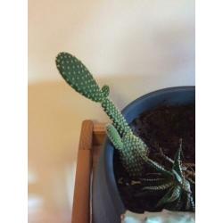 Cactus diversen, 8 soorten.