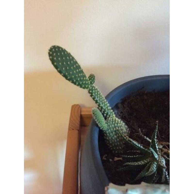 Cactus diversen, 8 soorten.