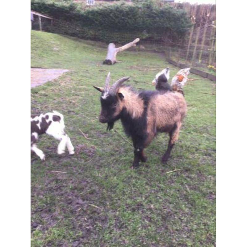 Lief bokje 1 jaar oud