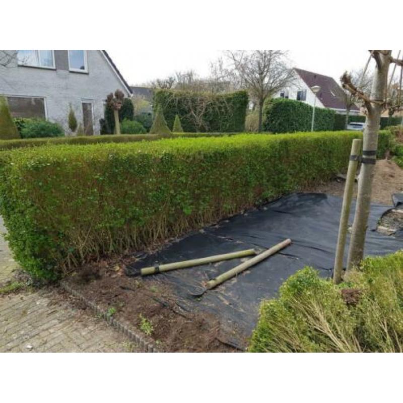 Gratis heg, zelf uitgraven.