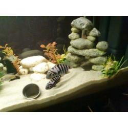 Zebra cichlides 3 koppels en 4x vrouw