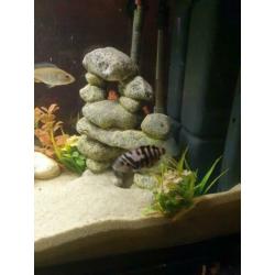 Zebra cichlides 3 koppels en 4x vrouw