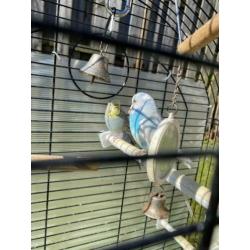 2 lieve tame grasparkieten Met kooi