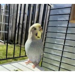 2 lieve tame grasparkieten Met kooi