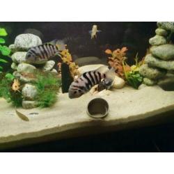 Zebra cichlides 3 koppels en 4x vrouw