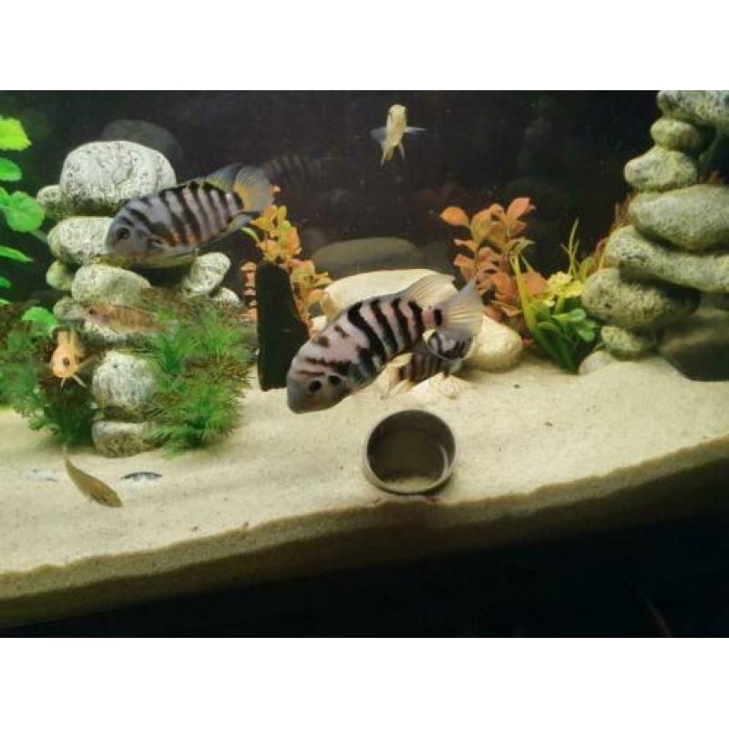 Zebra cichlides 3 koppels en 4x vrouw
