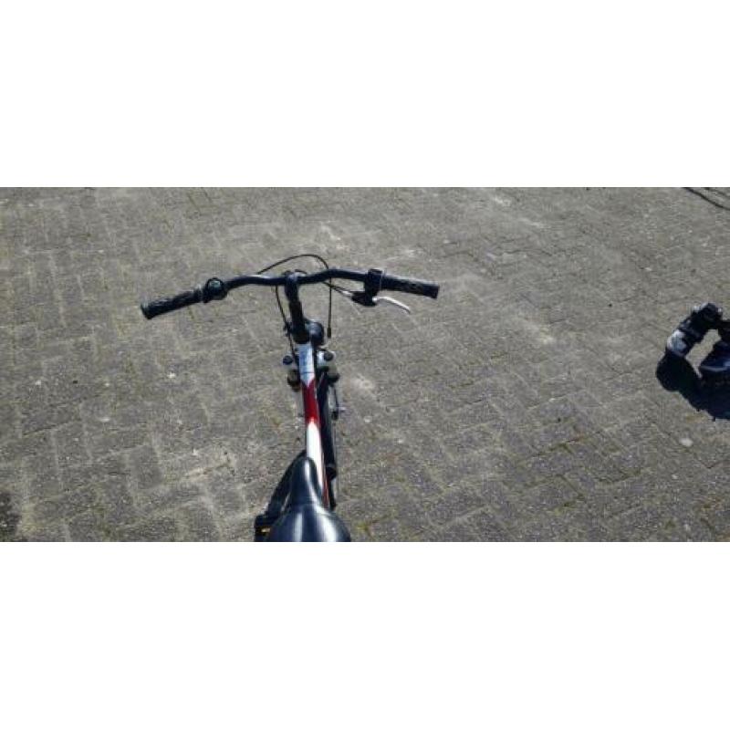 batavus snake 24 inch