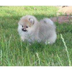 Prachtig Teefje Pomeranian/Pomeriaan/Dwergkeesje FCI