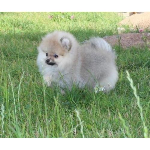 Prachtig Teefje Pomeranian/Pomeriaan/Dwergkeesje FCI