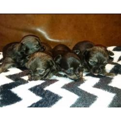 Chihuahua pups langhaar