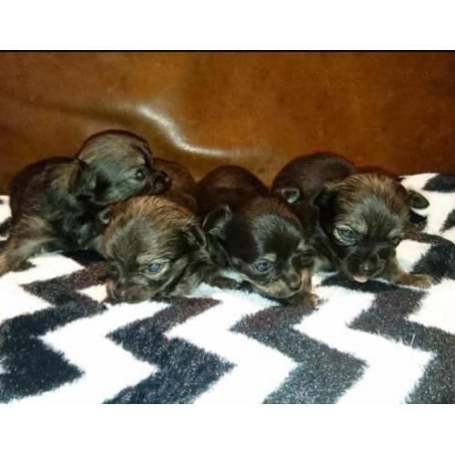 Chihuahua pups langhaar