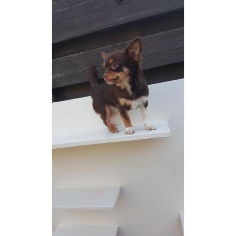 Raszuivere chihuahua