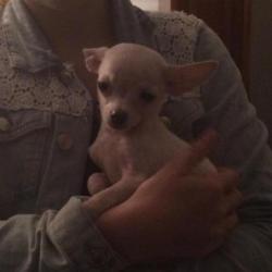 Chi pup Cream reutje