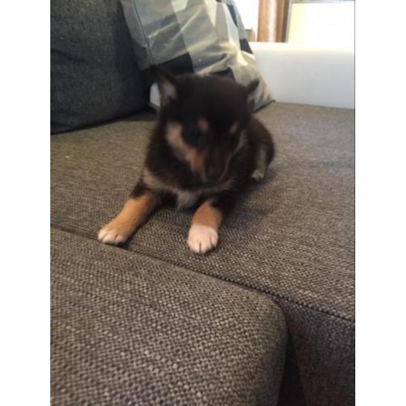 Pomsky F1b puppjes