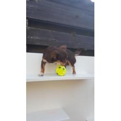Raszuivere chihuahua