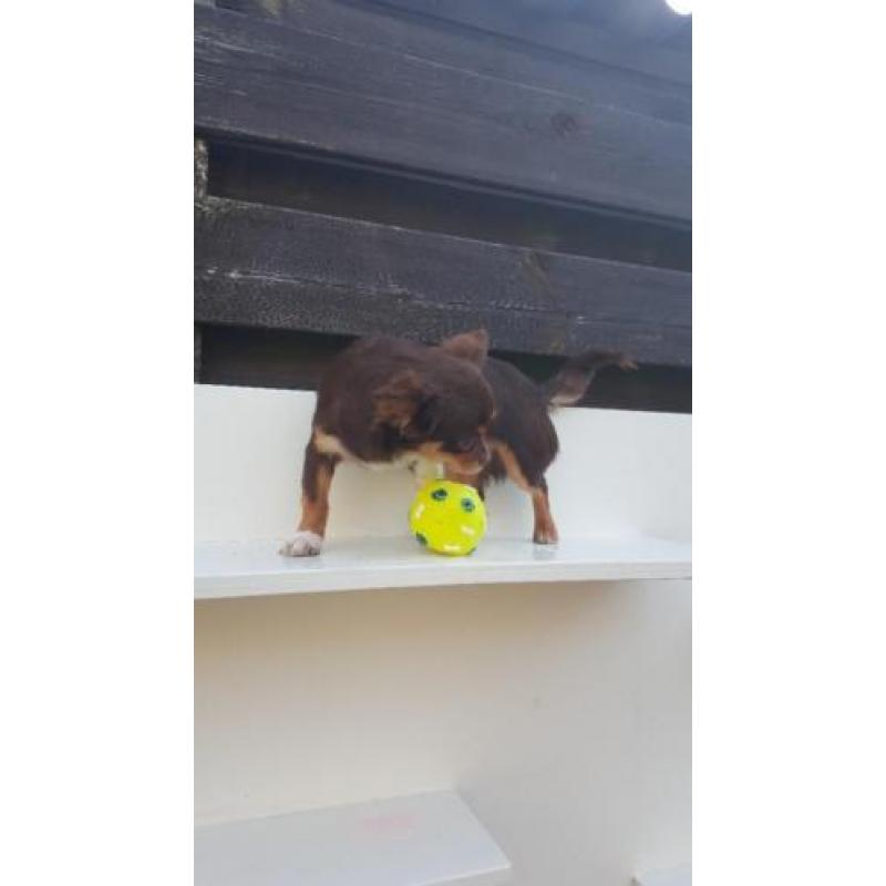 Raszuivere chihuahua