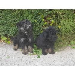 Hele leuke kruising mini keeshondje x maltipo pups