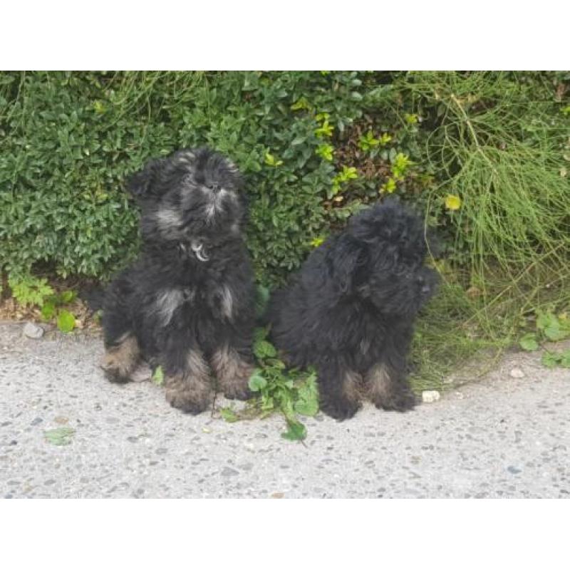 Hele leuke kruising mini keeshondje x maltipo pups