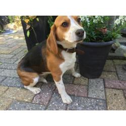 beagle pups.ouders stamboom