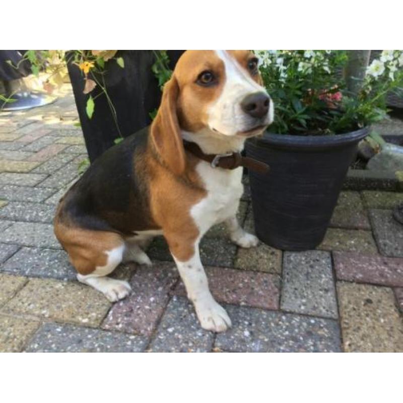 beagle pups.ouders stamboom