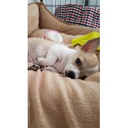 Mini Chihuahua reutje