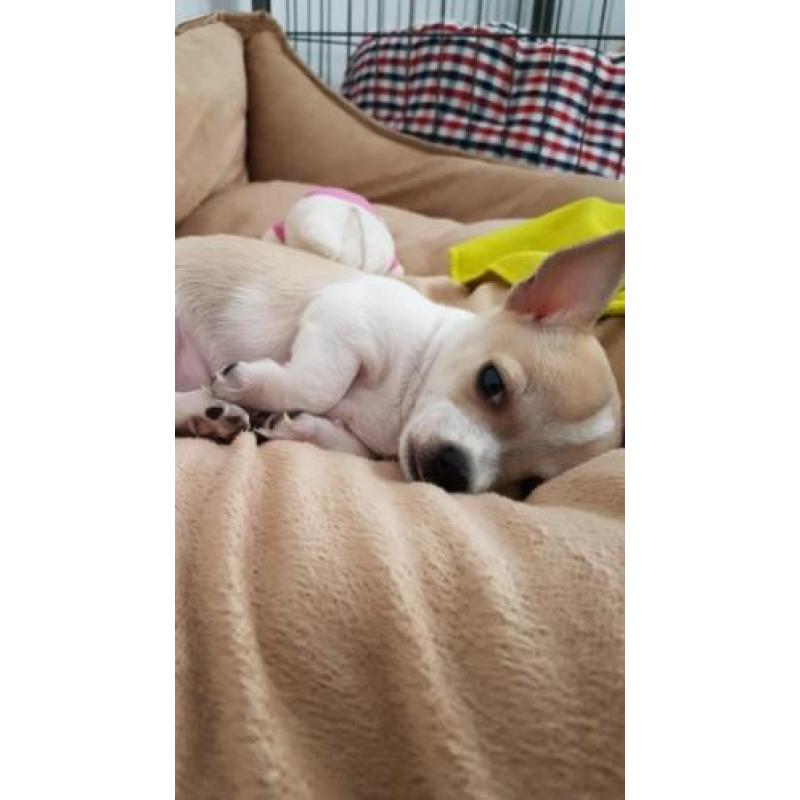 Mini Chihuahua reutje