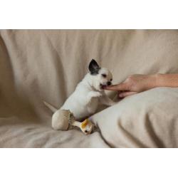 chihuahua kruising vlinderhond puppies