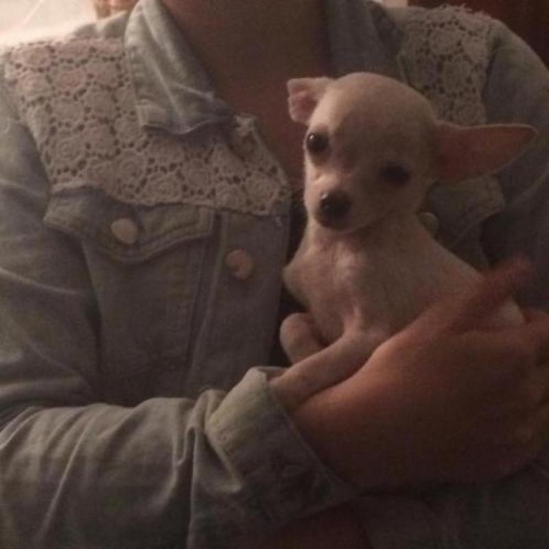 Chi pup Cream reutje