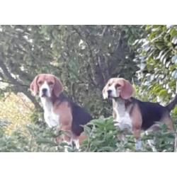 beagle pups.ouders stamboom