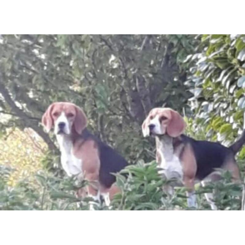 beagle pups.ouders stamboom