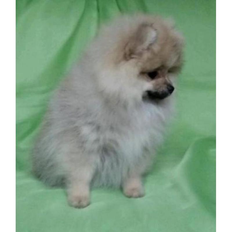 Prachtig Teefje Pomeranian/Pomeriaan/Dwergkeesje FCI