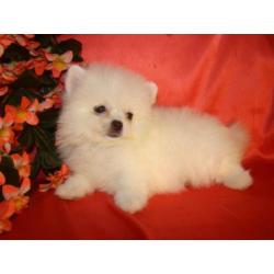 Witte pomariaan puppys/ Dwergkees te koop