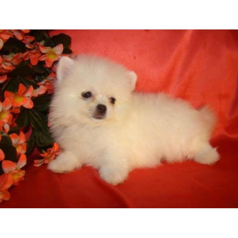 Witte pomariaan puppys/ Dwergkees te koop