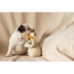 chihuahua kruising vlinderhond puppies