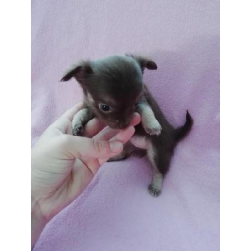 Prachtige chihuahua pups