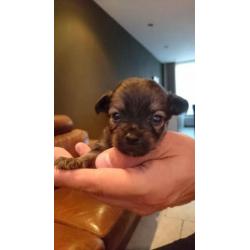 Chihuahua pups langhaar