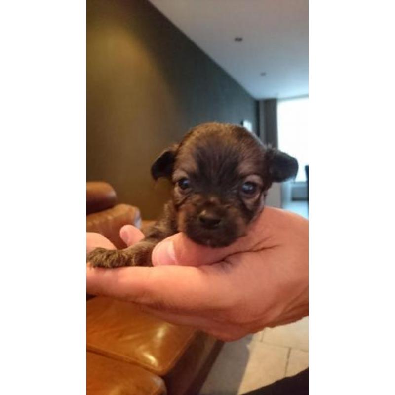 Chihuahua pups langhaar