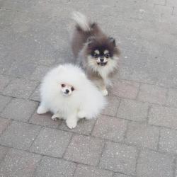 Pomeranian teefje & reutje