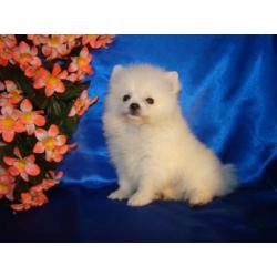 Witte pomariaan puppys/ Dwergkees te koop