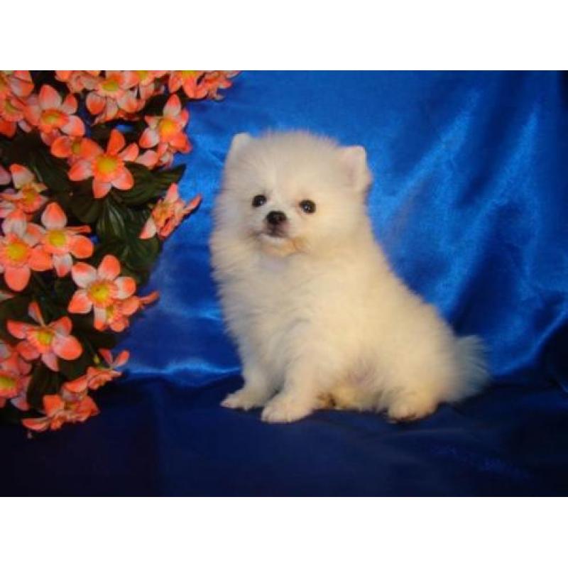 Witte pomariaan puppys/ Dwergkees te koop