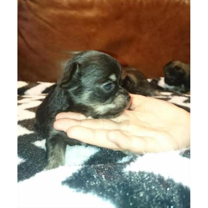 Chihuahua pups langhaar