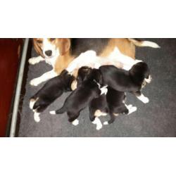 beagle pups.ouders stamboom