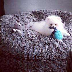 Pomeranian teefje & reutje