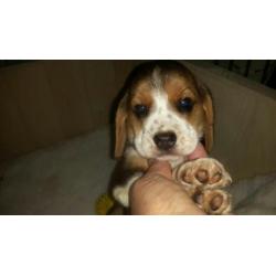 beagle pups.ouders stamboom
